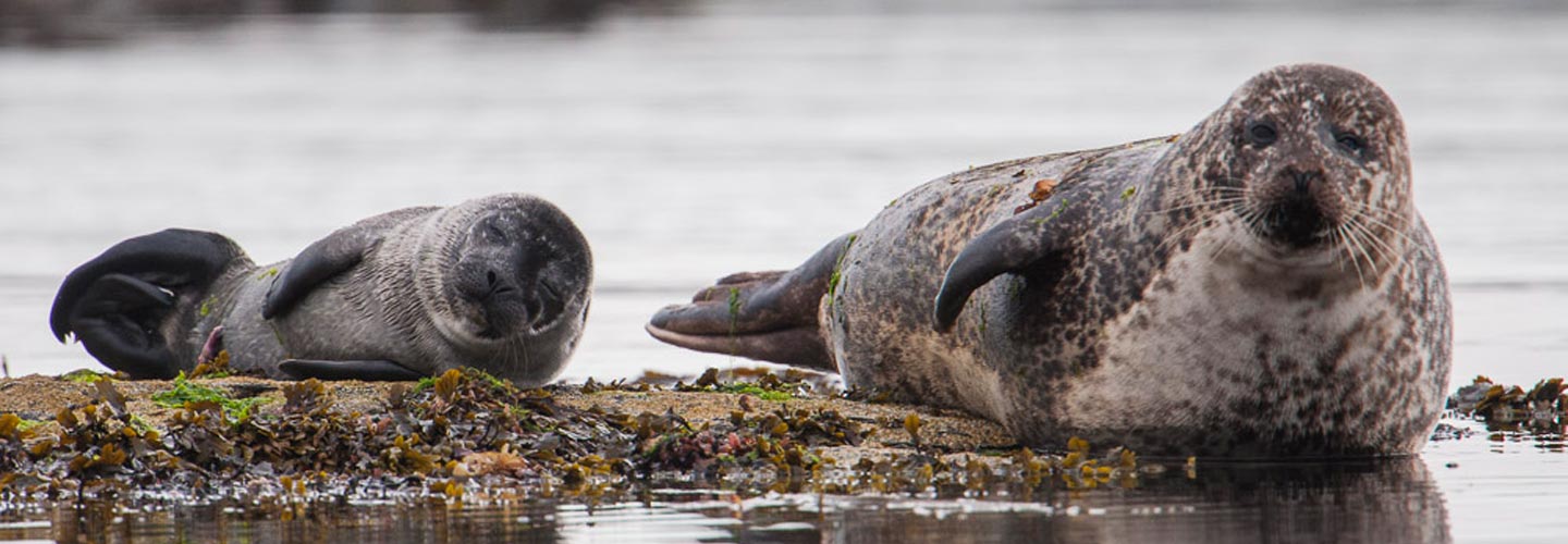 Seals on the beach