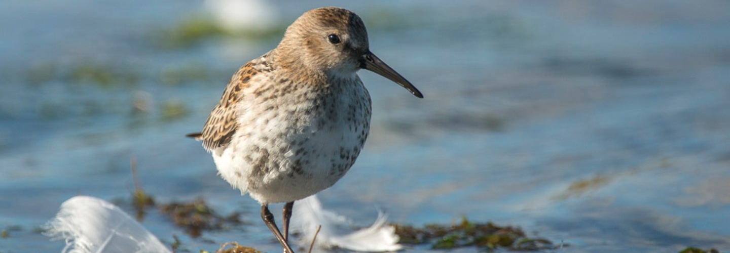 Bird in the water, Nesting, Shetland