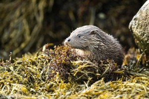 Otter among the seaweed
