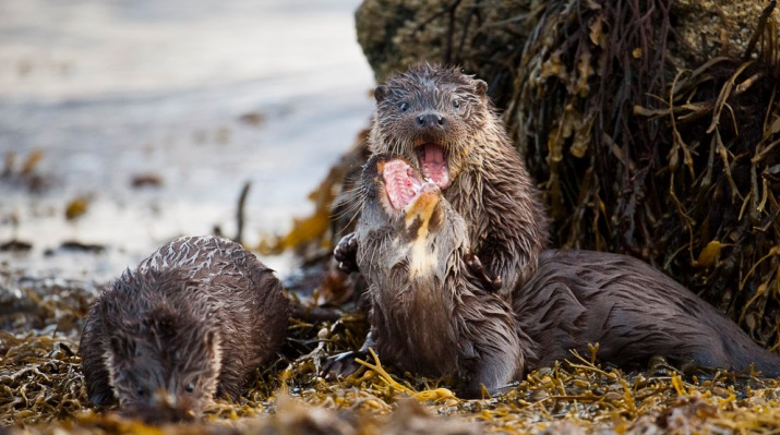 Otters playing at the shore, Shetland