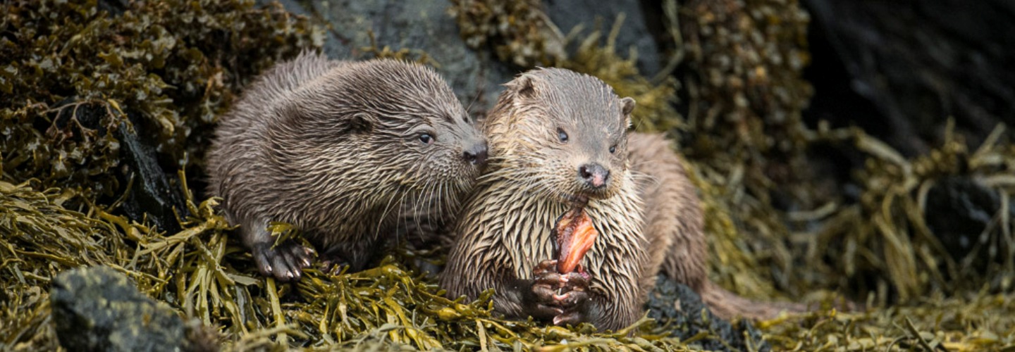 Otters playing on the shore, Shetland