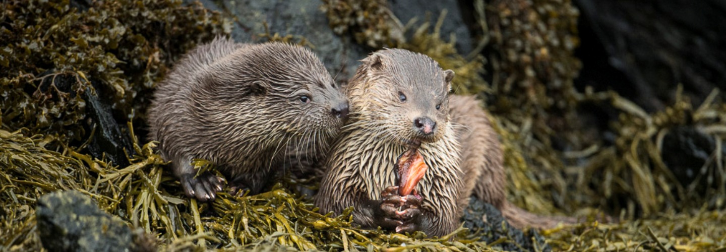 Otters playing on the shore, Shetland